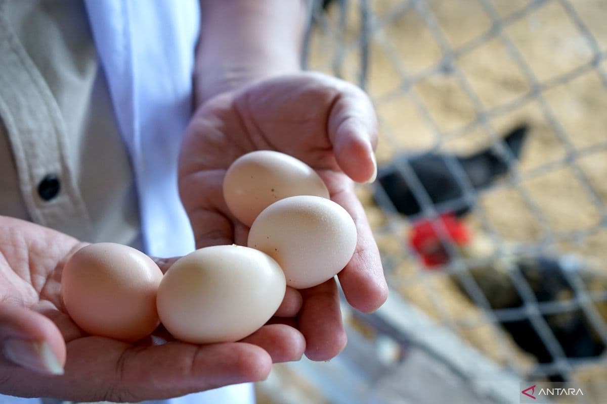 Kementan Buka Suara Soal Saudi Larang Impor Ayam dan Telur dari RI