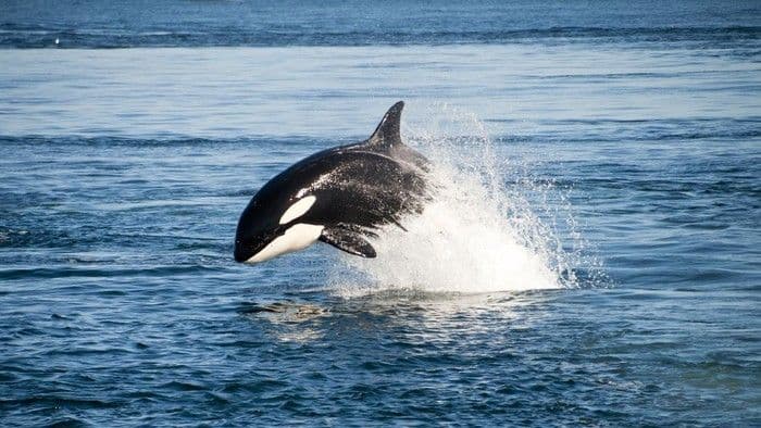 Orca Bunuh Pelatih Jessica Radcliffe di Taman Laut Terkenal